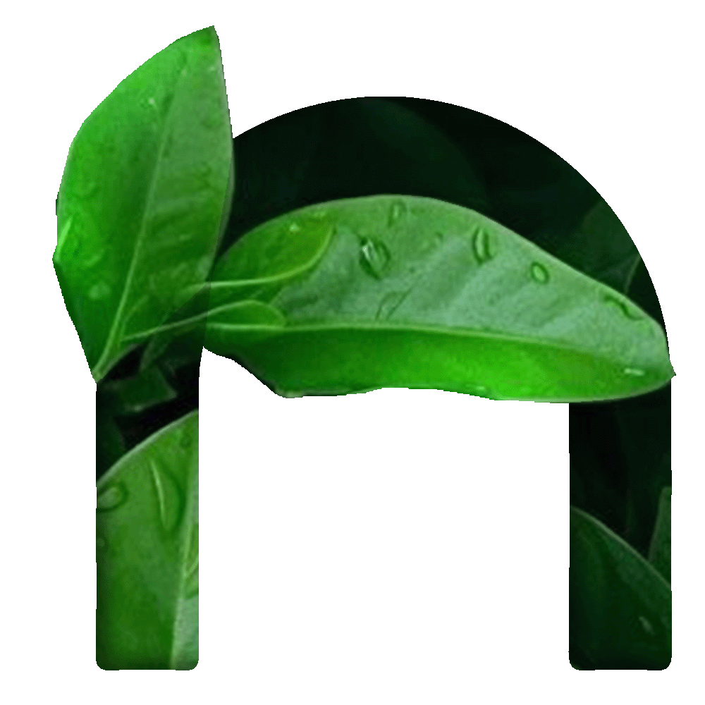 n (1)